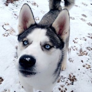 Meet your Posher, Destiny